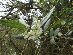 Gaultheria insana