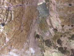 Actiniidae