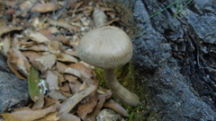 Panaeolus papilionaceus