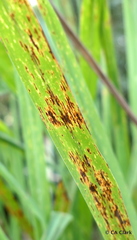 Puccinia nakanishikii