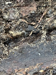 Brachyponera chinensis