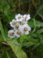 Achillea alpina