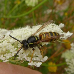 Vespula rufa