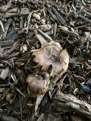 Tapinella panuoides