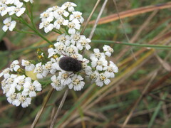 Maladera holosericea