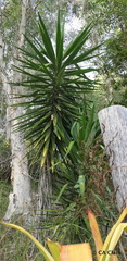 Yucca gigantea