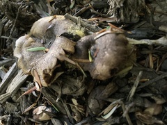 Tapinella panuoides
