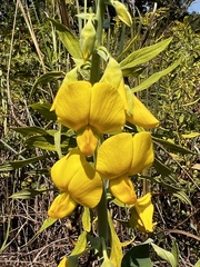 Crotalaria spectabilis