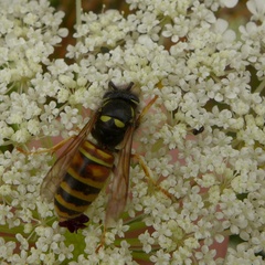 Vespula rufa