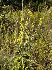 Crotalaria spectabilis