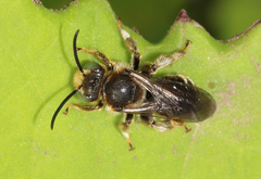 Macropis europaea