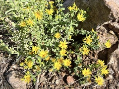 Heterotheca fulcrata