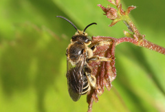 Macropis europaea