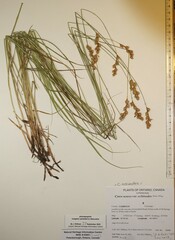 Carex echinodes