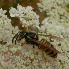 Vespula rufa
