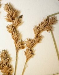 Carex echinodes