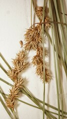 Carex echinodes