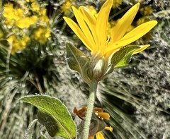 Heterotheca fulcrata