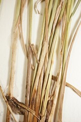 Carex echinodes