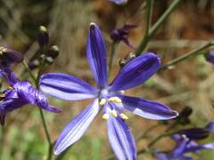 Pasithea caerulea