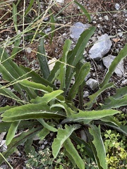 Lactuca canadensis