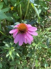 Echinacea purpurea