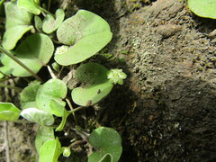 Dichondra