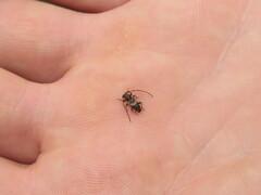 Pogonocherus hispidus