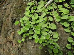 Dichondra
