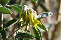 Crotalaria cunninghamii