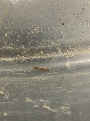Lithobiomorpha