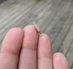 Agriphila vulgivagellus