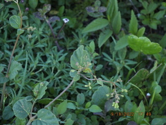 Boerhavia diffusa