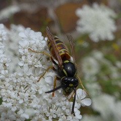 Vespula rufa