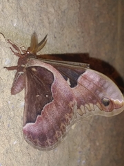 Callosamia angulifera