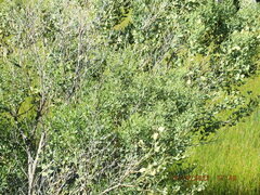 Baccharis halimifolia