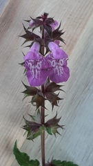 Stachys palustris