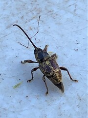 Curculio sayi
