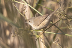 Curruca iberiae