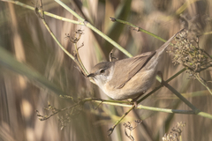 Curruca iberiae