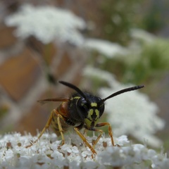 Vespula rufa