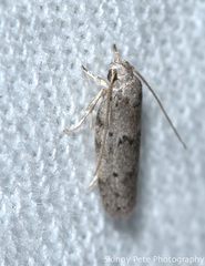 Antaeotricha