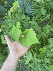 Vitis cinerea