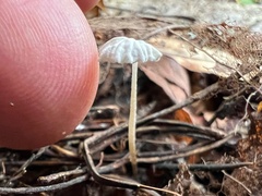 Delicatula integrella