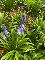 Hyacinthoides