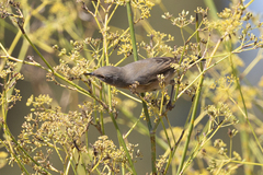 Curruca iberiae