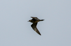 Stercorarius longicaudus