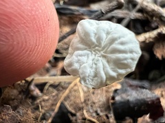 Delicatula integrella