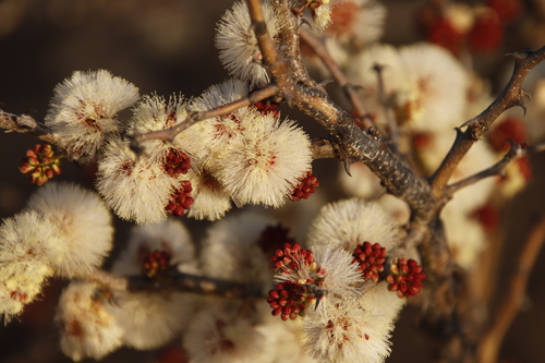 Acacia mellifera image