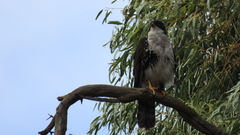 Accipiter melanoleucus